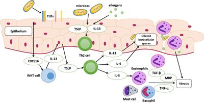 Eosinophilic esophagitis and esophageal microbiota